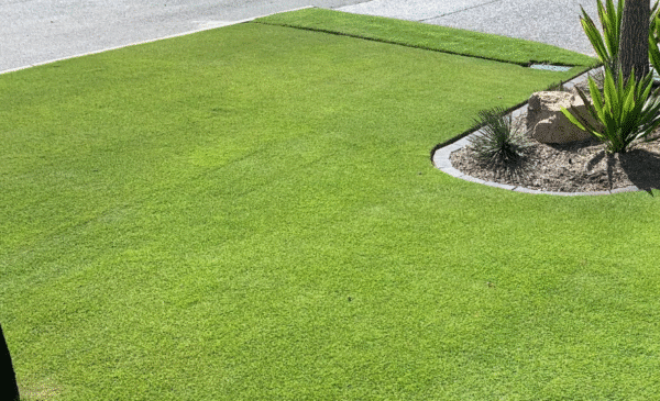 Sir Grange Zoysia Lawn