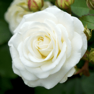 Snow-Kiss_GardenView-Nursery