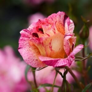 Star-Burst_Garden-View-Nursery
