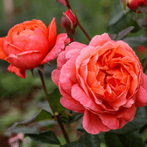 Summer-Song-Garden-View-Nursery