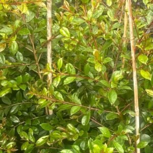 Syzygium australe_GardenView Nursery