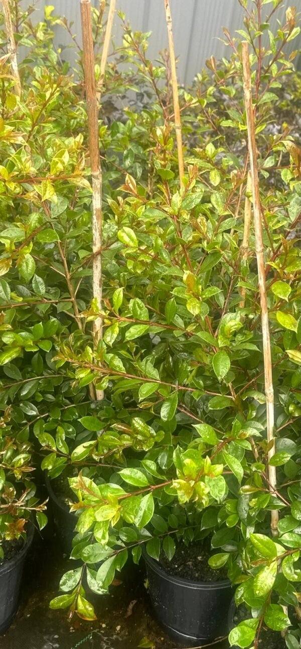 Syzygium australe_GardenView Nursery