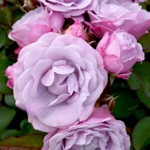 Tangles_GardenView-Nursery