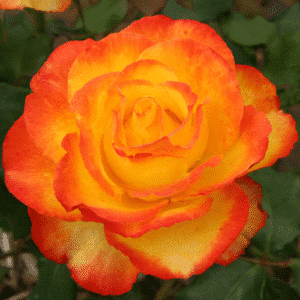 TequilaSunrise_GardenView Nursery