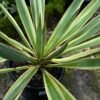 Yucca Filamentosa_GardenView Nursery
