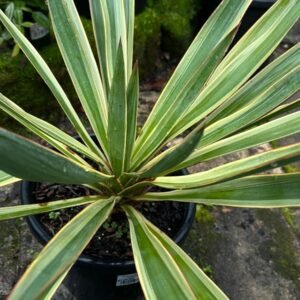 Yucca Filamentosa_GardenView Nursery