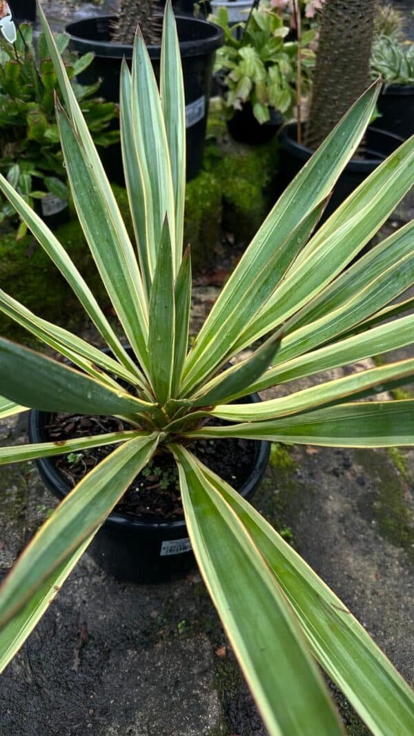 Yucca Filamentosa_GardenView Nursery