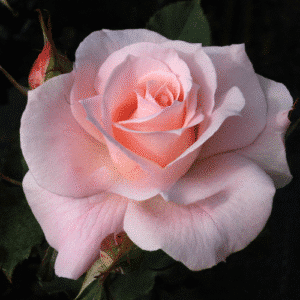 bridal-pink_GardenView-Nursery