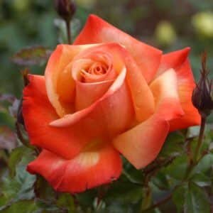 remember-me-GardenView-Nursery