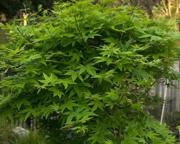 Acer-Platanoides-Globosum-Garden-View-Nursery
