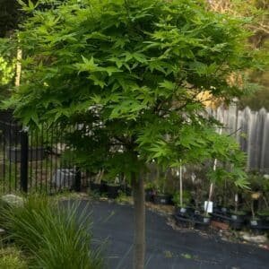 Acer-Platanoides-Globosum-Garden-View-Nursery
