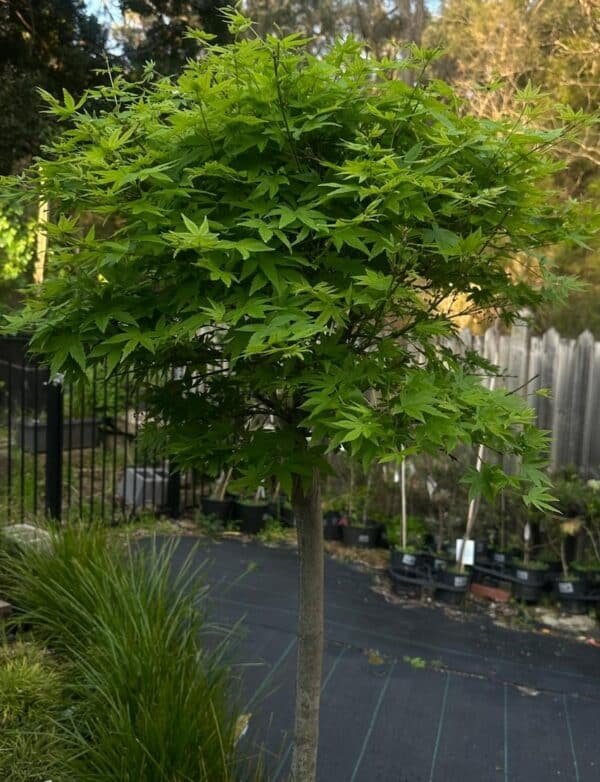 Acer-Platanoides-Globosum-Garden-View-Nursery
