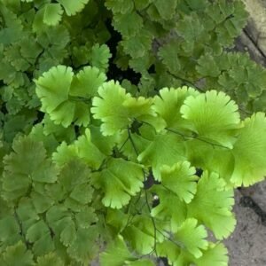 Adiantum-Lady-Moxham-Garden-View-Nursery