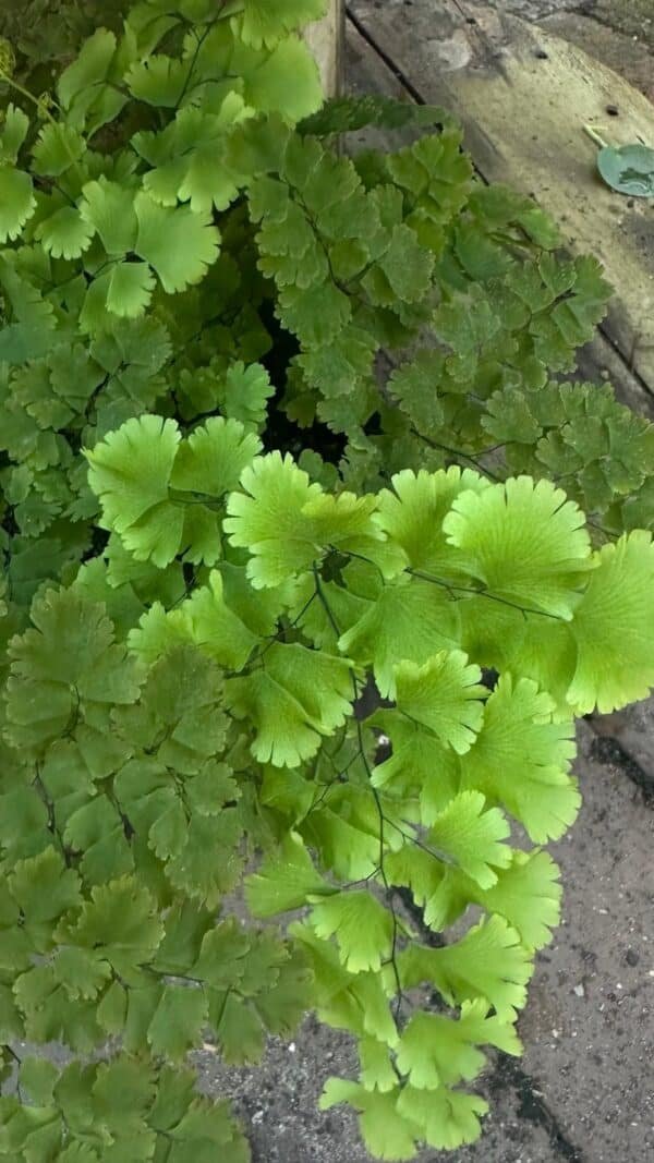 Adiantum-Lady-Moxham-Garden-View-Nursery