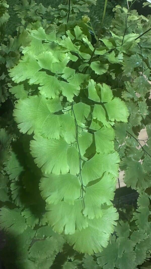 Adiantum-Lady-Moxham-Garden-View-Nursery