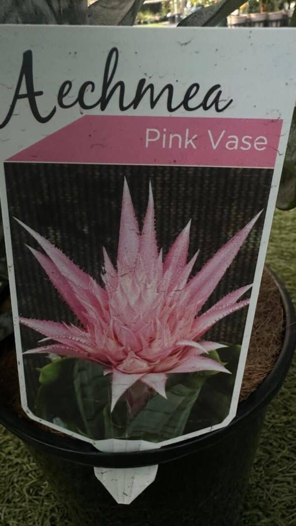 Aechmea-Fasciata-Silver-Vase-Garden-View-Nursery