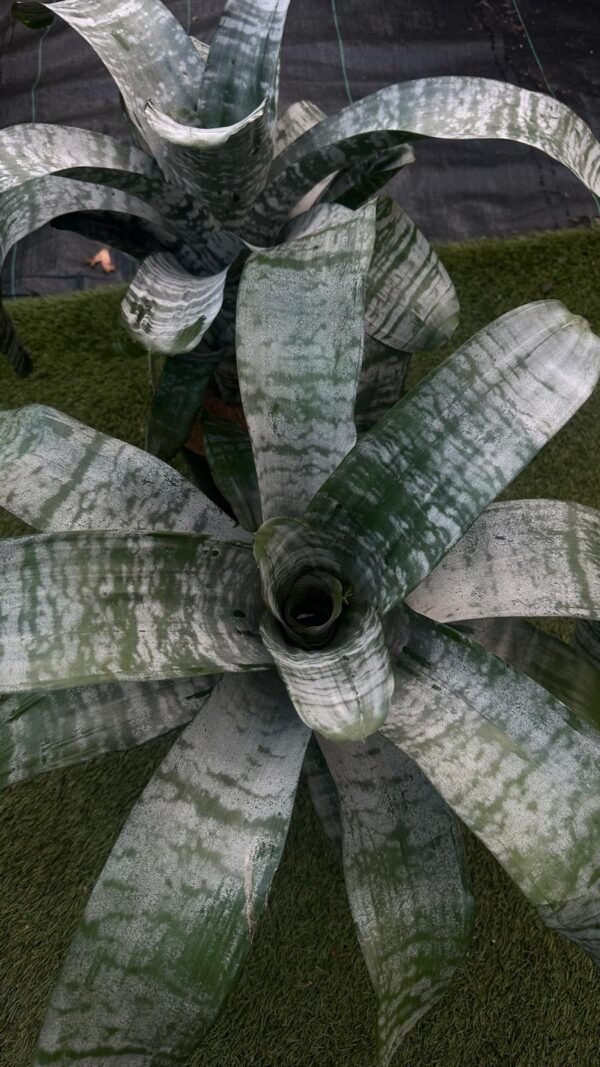 Aechmea-Fasciata-Silver-Vase-Garden-View-Nursery