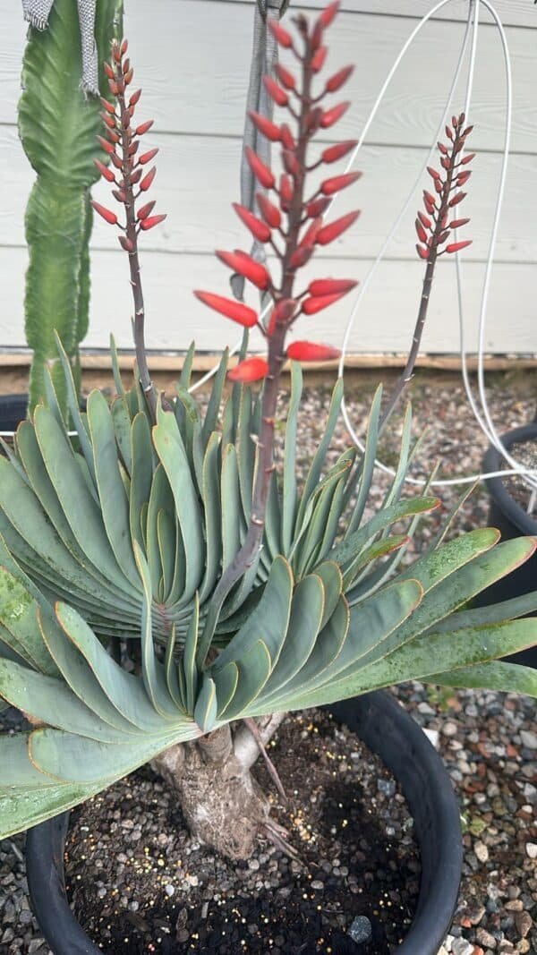 Aloe-Plicatilis-Garden-View-Nursery