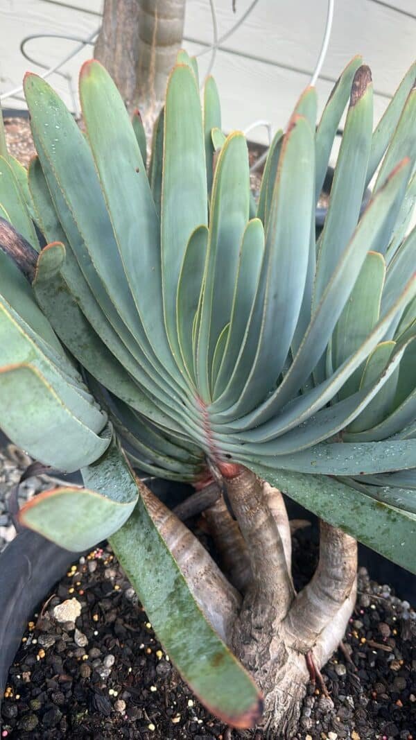 Aloe-Plicatilis-Garden-View-Nursery