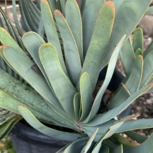 Aloe-Plicatilis-Garden-View-Nursery
