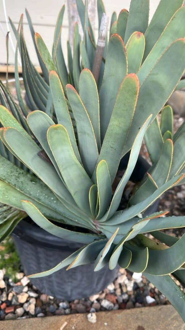 Aloe-Plicatilis-Garden-View-Nursery
