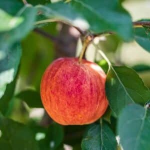 Apple-Gala-GardenView-nursery