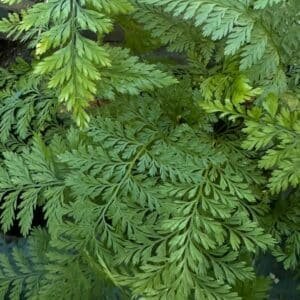 Asplenium Bulbiferum Garden View Nursery