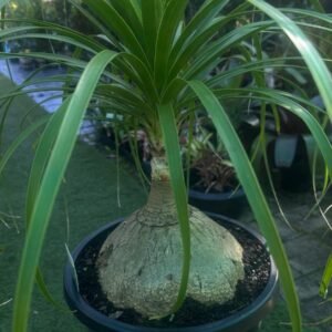 Beaucarnea-Recurvata-Garden-View-Nursery
