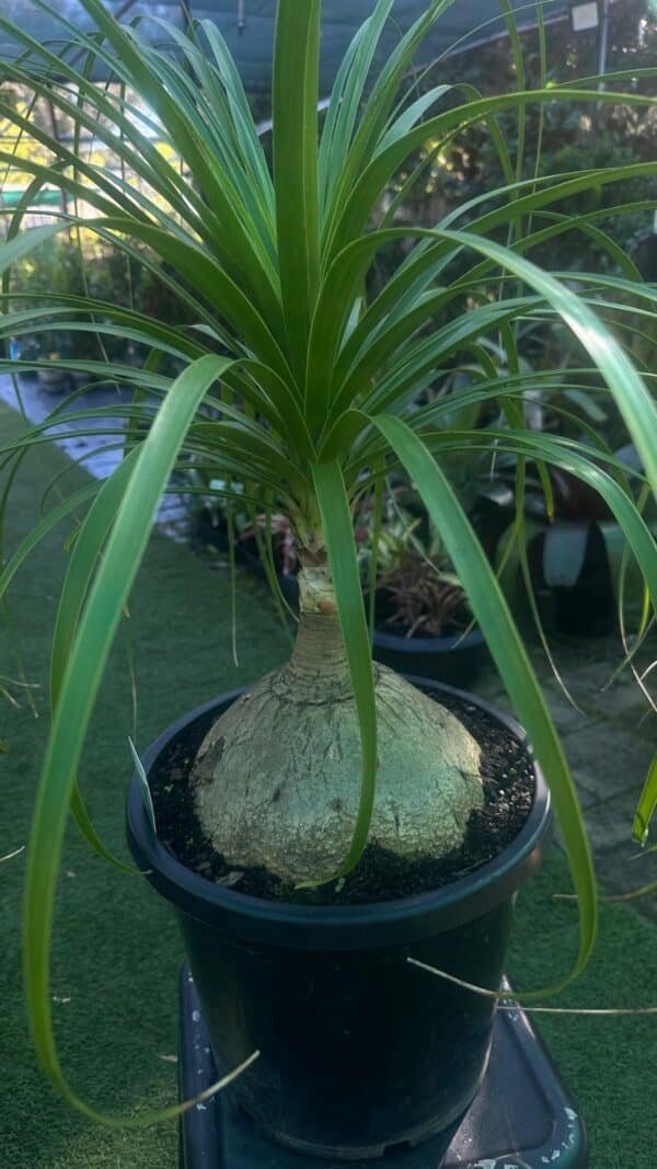Beaucarnea-Recurvata-Garden-View-Nursery