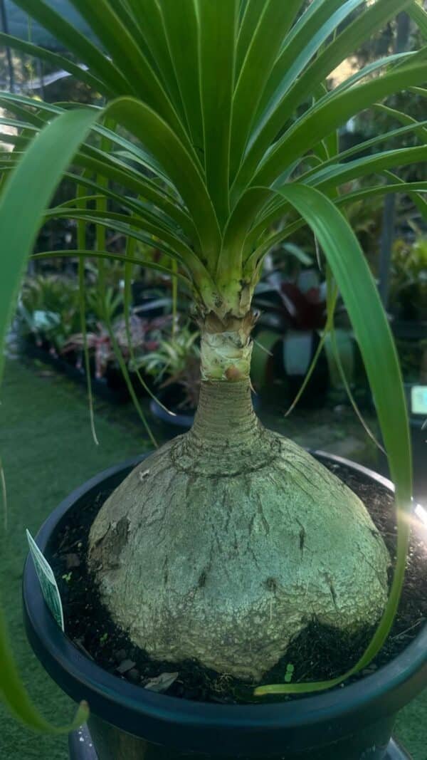 Beaucarnea-Recurvata-Garden-View-Nursery