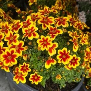 Bidens-Ferulifolia-Garden-View-Nursery