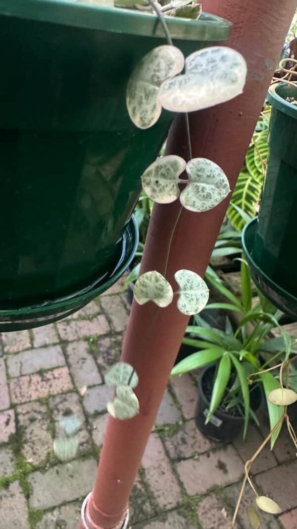CEROPEGIA-WOODII-Varigated-Garden-View-Nursery