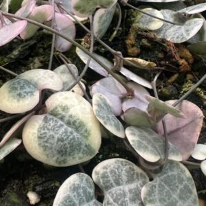 CEROPEGIA-WOODII-Varigated-Garden-View-Nursery