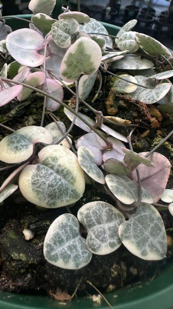 CEROPEGIA-WOODII-Varigated-Garden-View-Nursery
