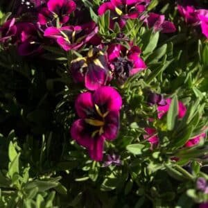 Calibrachoa-Hybrid-Garden-View-Nursery