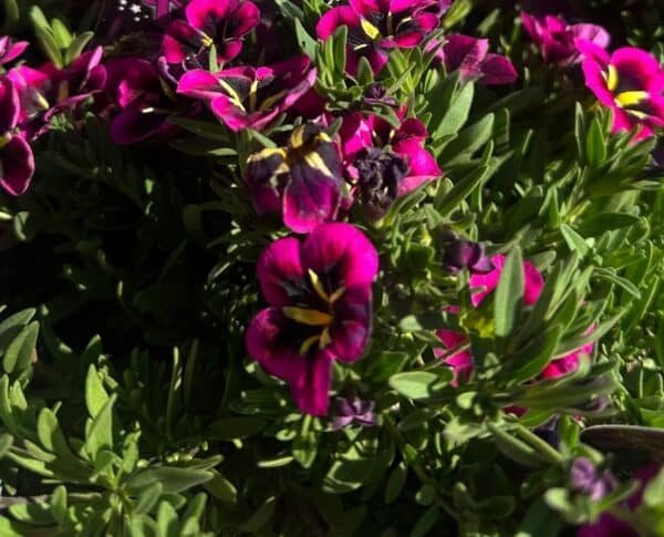Calibrachoa-Hybrid-Garden-View-Nursery
