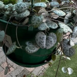 Chain-of-Hearts-Garden-View-Nursery