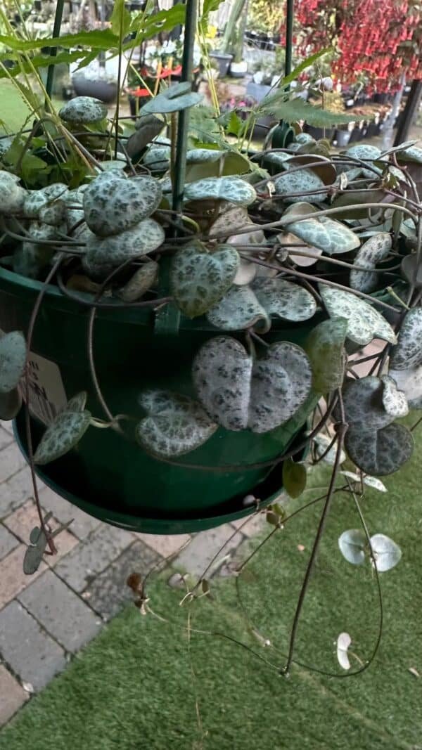 Chain-of-Hearts-Garden-View-Nursery