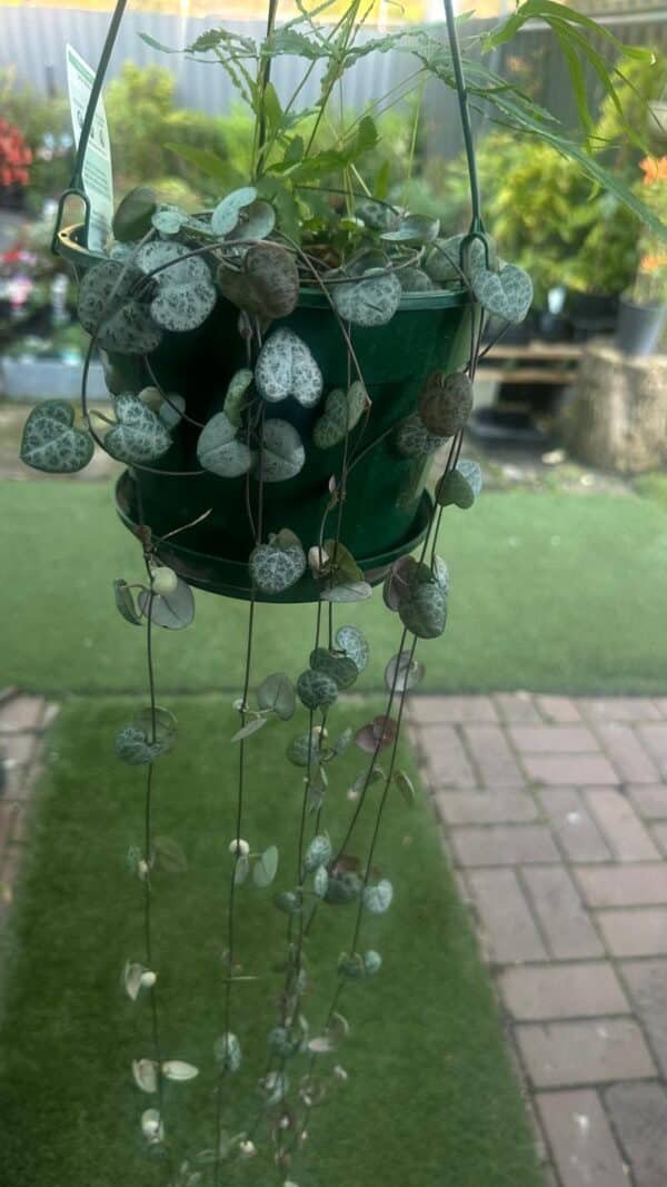 Chain-of-Hearts-Garden-View-Nursery