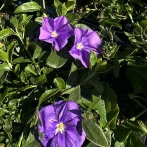 Convolvulus-Mauritanicus-Garden-View-Nursery