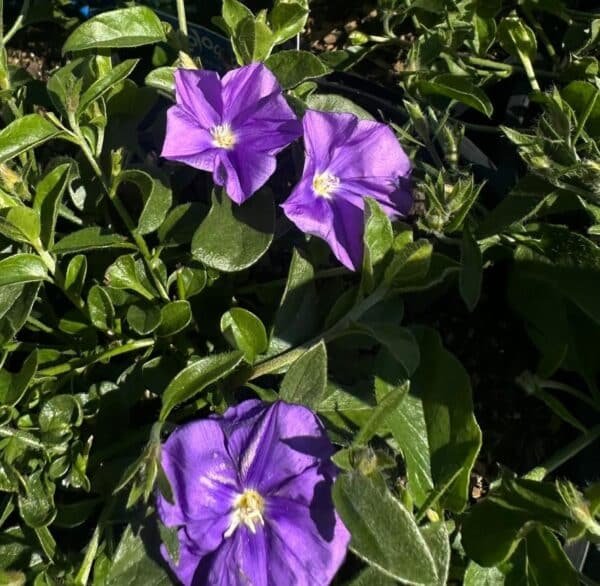 Convolvulus-Mauritanicus-Garden-View-Nursery