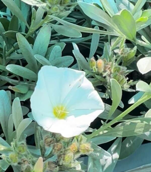 Convolvulus-Sabatius-Prime-White-Garden-View-Nursery