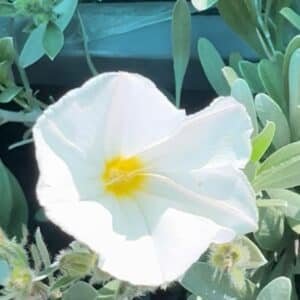 Convolvulus-Sabatius-Prime-White-Garden-View-Nursery