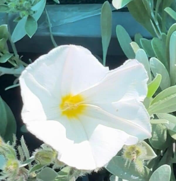Convolvulus-Sabatius-Prime-White-Garden-View-Nursery
