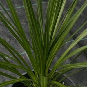 Cordyline-Kaspar-Garden-View-Nursery