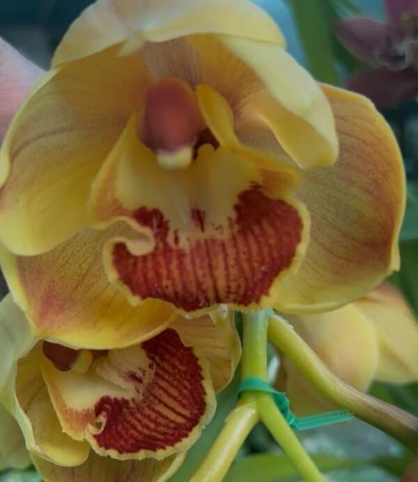 Cymbidium (Boat Orchid) - Image 2