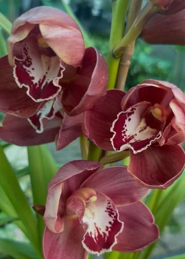 Cymbidium (Boat Orchid) - Image 3