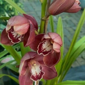 Cymbidium-Boat-Orchid-Garden-view-Nursery
