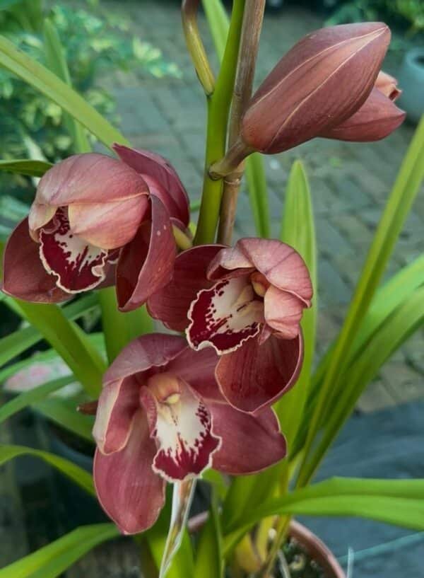 Cymbidium-Boat-Orchid-Garden-view-Nursery