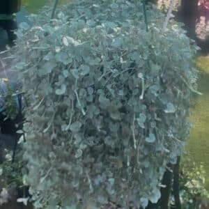 Dichondra-Argentea-Silver-Falls-Garden-View-Nursery